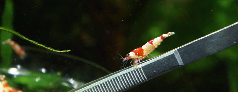 shrimp-banner.png